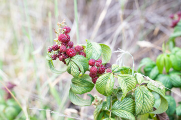 des mures sauvages sur le chemin du Páramo de Ocetá, Monguí, Boyacá, Colombie 