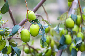 Tender green dates on the branches