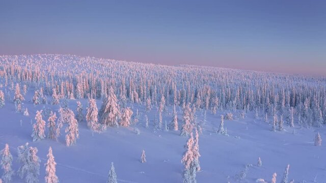 Sunset over snow covered forested hill of Riisitunturi National Park, Lapland, Finland, aerial drone shot