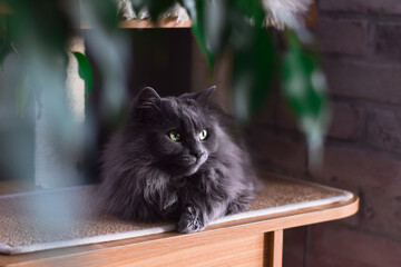 Gray longhair Chantilly Tiffany cat sitting on top of cat tower house