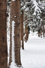 Tall trees covered in snow lined up in a forest in winter