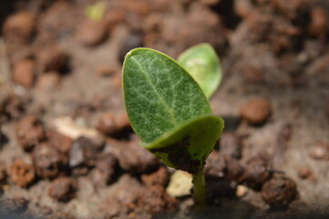 sprout on the ground