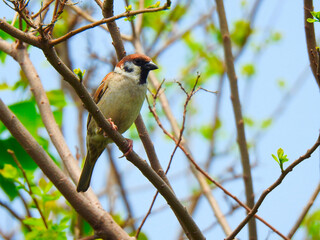 bird on a branch