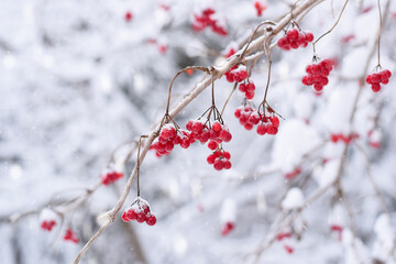 Fototapeta na wymiar Red winter berries on tree branches during snowfall