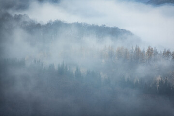 霧の森の写真素材シリーズ