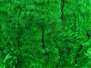 Jungles forest tree bark, green lush moss pattern background. Deep green tree trunk covered old mossy lichen bark in rainforest. Vibrant bright green moss growing natural on tree trunks bark texture.