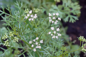 Coriander flowers blooming in the garden.