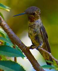 Unique pretty tropical hummingbird on branch macro