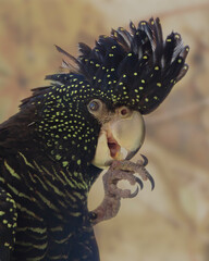 Red Tailed Black Cockatoo profile