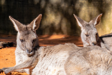 An Australian kangaroo lays on red sand. The wild animal has long tan and brown colour fur, large pointy ears, long snout, dark eyes, and a thick middle body.  There are two paws in front of its head.