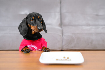 Person left plate of lunch on table and got distracted, but mischievous dachshund puppy stole and ate all food of owner, only crumbs remained, front view, blurred foreground