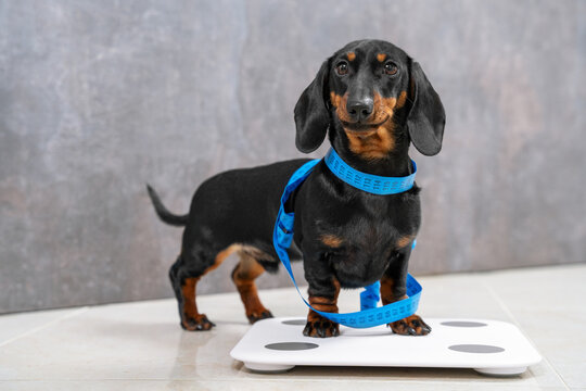 Cute hungry dachshund puppy wants good shape so follows diet and leads active lifestyle. Dog is wrapped in centimeter and stands on scales to make measurements before fitness marathon and smiles.