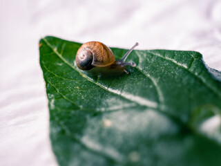 macro of a snail