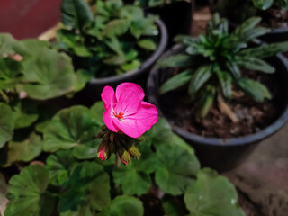Pelargonium is a genus of flowering plants which includes about 280 species of perennials, succulents, and shrubs, commonly known as geraniums, pelargoniums, or storksbills.