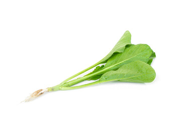 Brassica rapa on white background.