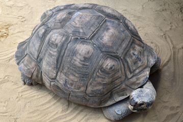 Close-up of a Galapagos tortoise