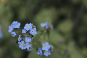 Fototapeta na wymiar flor azul