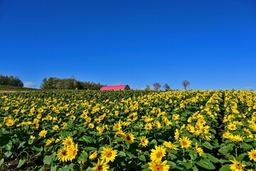 青空バックに満開のヒマワリ咲く丘の情景＠富良野、北海道