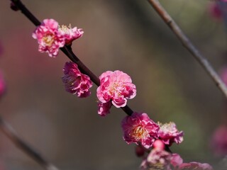 冬の日差しを浴びて輝く満開の紅梅