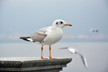 a colorful larus ridibundus retract its head and looks beyond