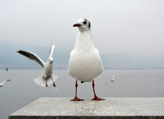 A white larus ridibundus with black feathers on head stand on the platform