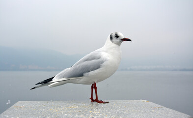 A white larus ridibundus with grey wings stand on the platform in cloudy day