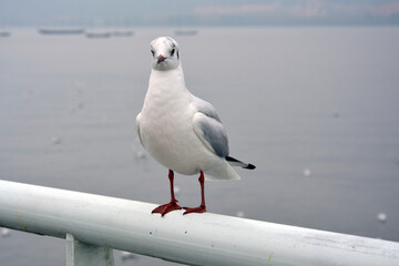 A white larus ridibundus show its slim body on the handrail in cloudy day