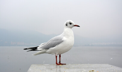 a slim larus ridibundus with grey wings stand on the platform in cloudy day