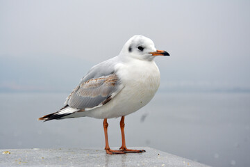 a fat colorful larus ridibundus feels chilly on the platform in cloudy day