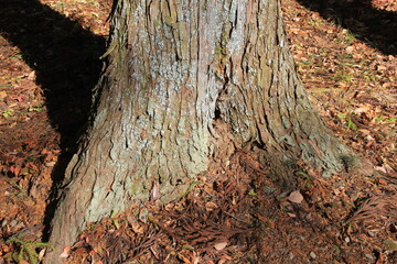 スギの根本の様子