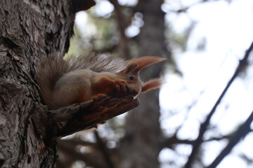 Fototapeta na wymiar Cute red squirrel eating nut on tree in forest