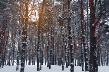 Fototapeta premium Picturesque view of beautiful forest covered with snow