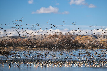 Flock of birds over the lake. Bliss reservoir. Snake River in Idaho. United States of America 