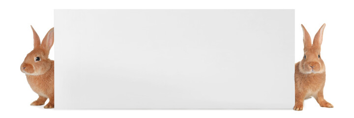 Obraz premium Cute funny bunnies peeking out of blank banner, space for text. Easter symbol