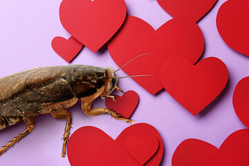 Valentine's Day Promotion Name Roach - QUIT BUGGING ME. Cockroach and red paper hearts on lilac...