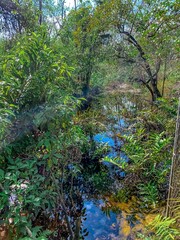 South Florida cypress swamp wetland