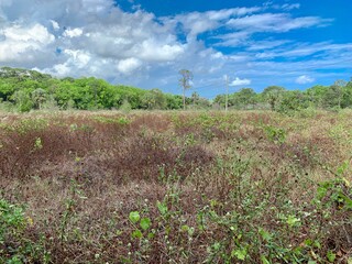 Fototapeta na wymiar Florida coastal prarie in Fern Forest