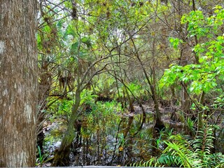 Fototapeta premium Cypress trees in fern forest wetland