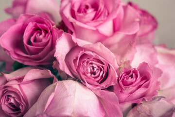 ピンクの薔薇　古い写真風