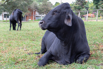Black bull at the field, resting and looking to the side.