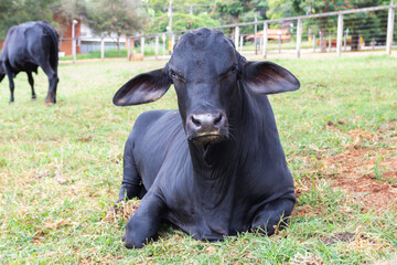 Black bull at the field, resting and staring.