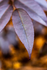 Tip of Purple Leaf Close Up