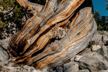 Twisting Base of Bristle Cone Tree