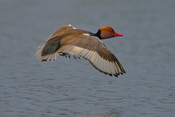 Red-crested pochard