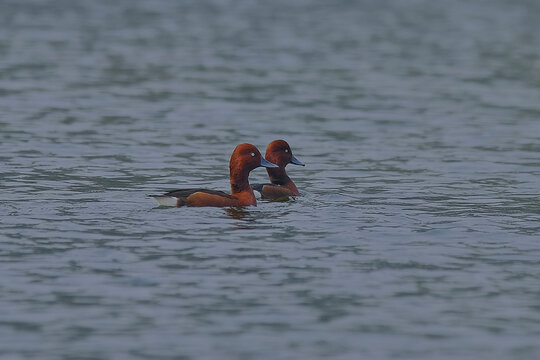 Ferruginous Duck