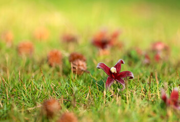 The flowers that fall on the garden floor.