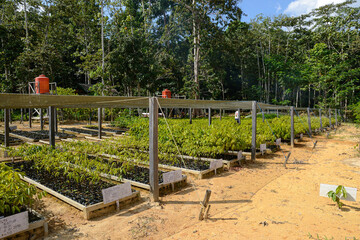 Forestation nursery 1