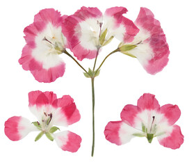 Pressed and dried pink delicate transparent flowers geranium (pelargonium), isolated on white background. For use in scrapbooking, floristry or herbarium