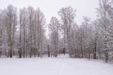 Winter landscape on a frosty day, trees in hoarfrost