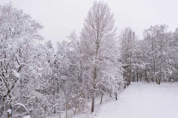 Winter landscape on a frosty day, trees in hoarfrost
